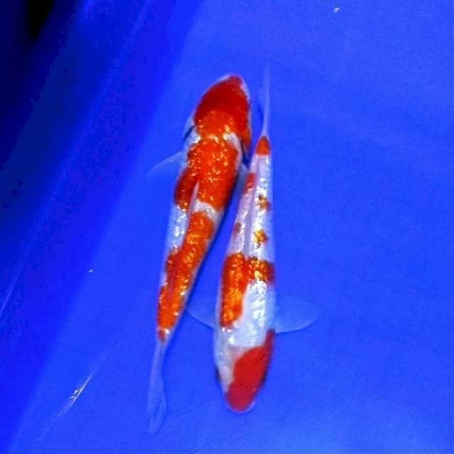 Duo kohaku ginrin