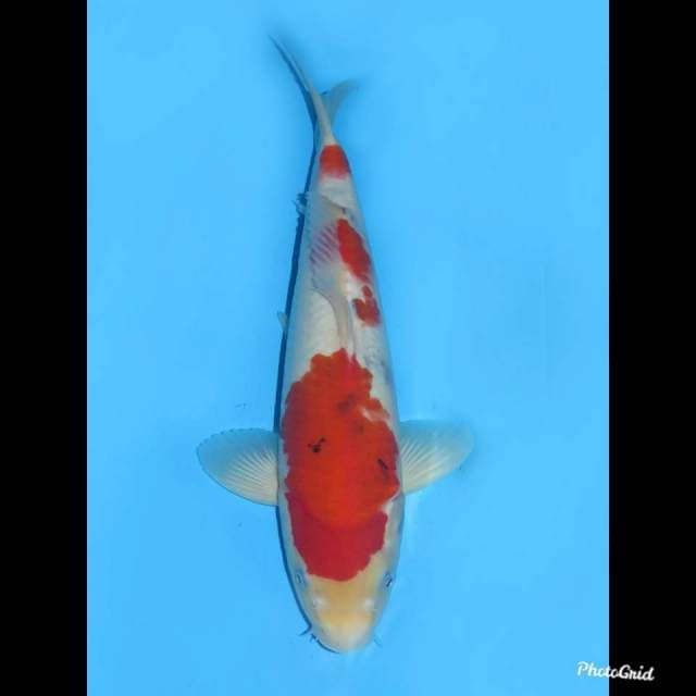 32cm , Male - Sandan Sanke Original