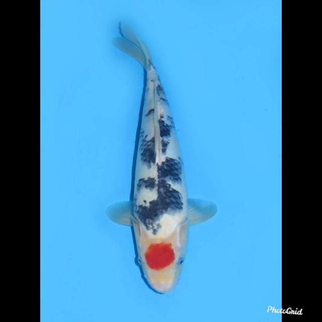 36cm , Male ,- Tancho Sanke HQ