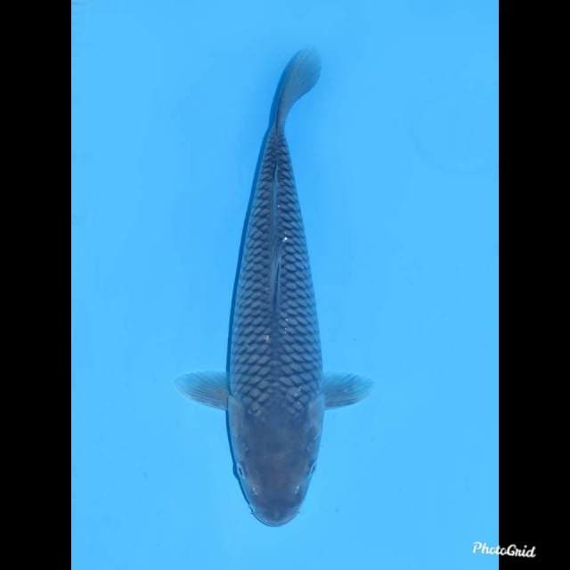 32cm , Male ,- Soragoi No Bocor
