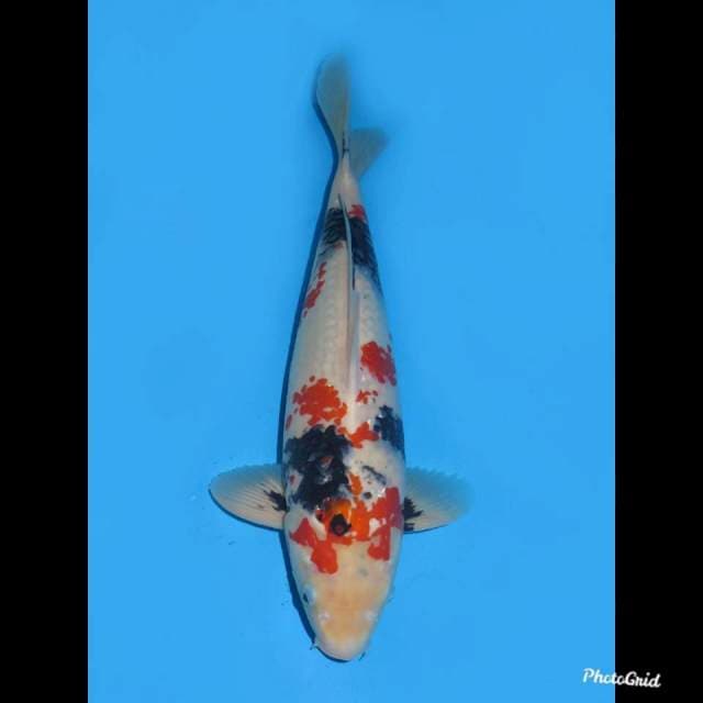 44cm , Male ,- Jumbo Showa Kanoko