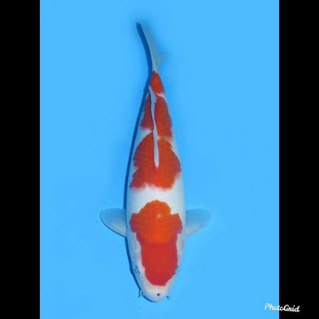 34cm , Male ,- Kohaku Original