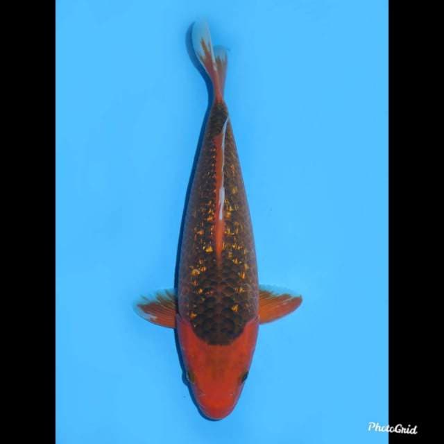 32cm , Male ,- Aka Matsuba Ginrin No Bocor