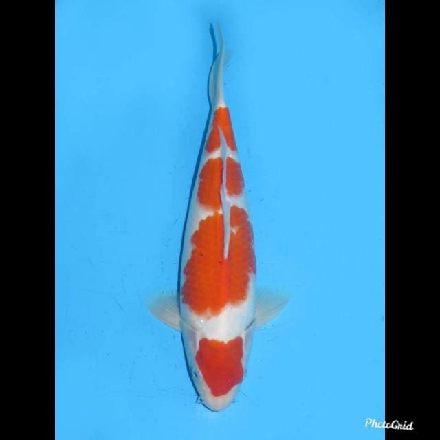 34cm , Male ,- Yondan Sanke Tategoi