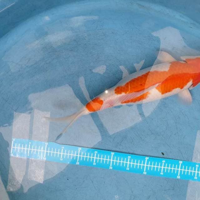 Kohaku