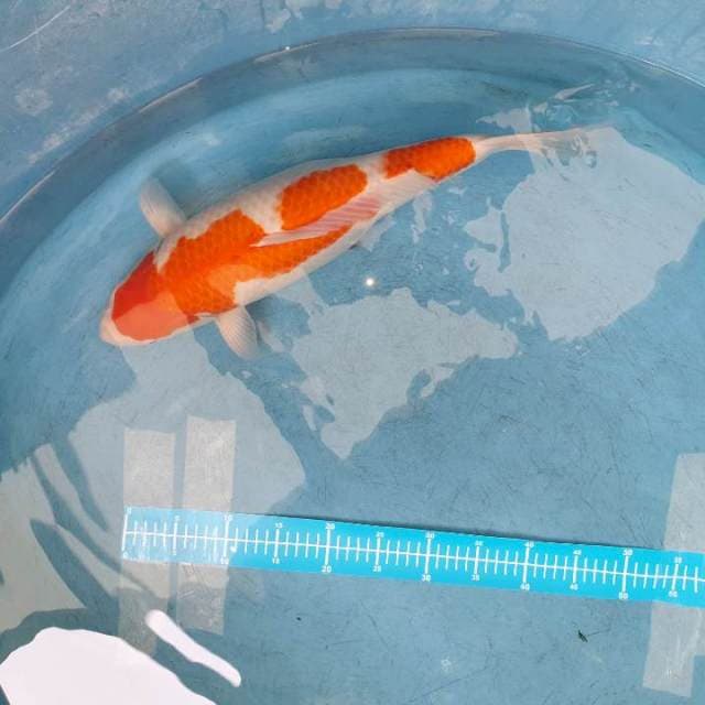 Kohaku