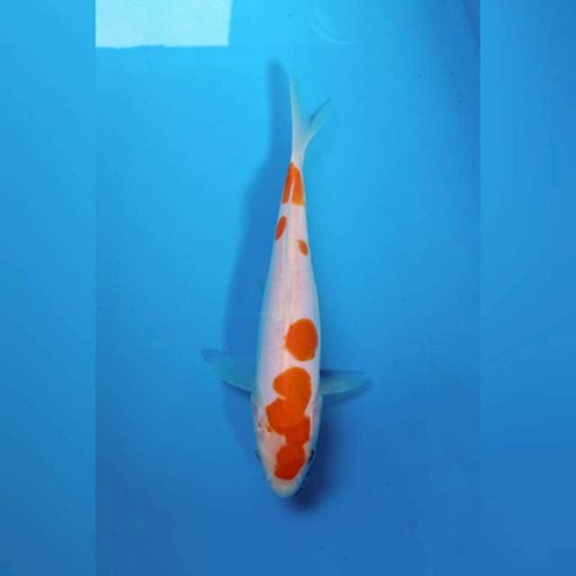 Kohaku doitsu FNF