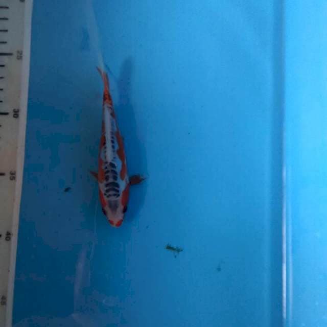 Sushui joss baby moto aka 14cm