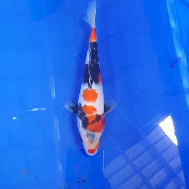 Showa 20cm, hanya buat yg paham kedepan nya ,