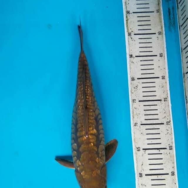 Chagoi 37cm