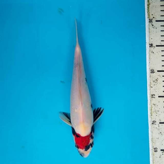 Tanco Showa 25cm