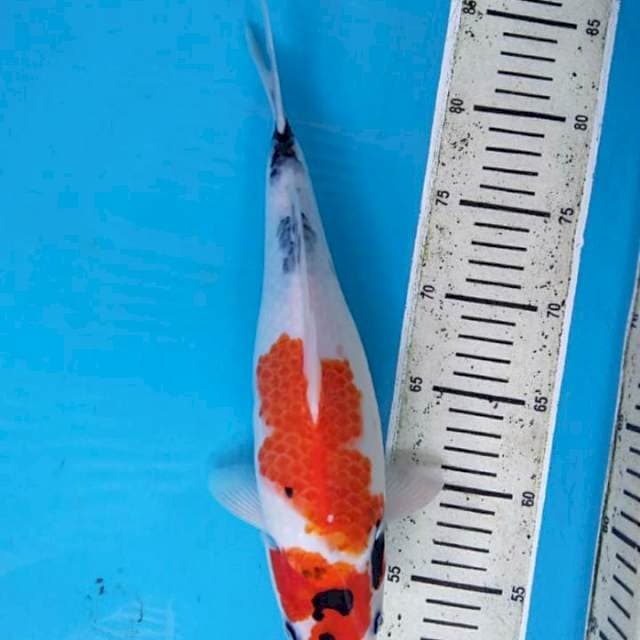 Showa 33cm