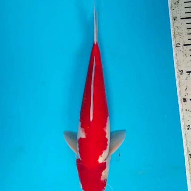 Kohaku 33cm