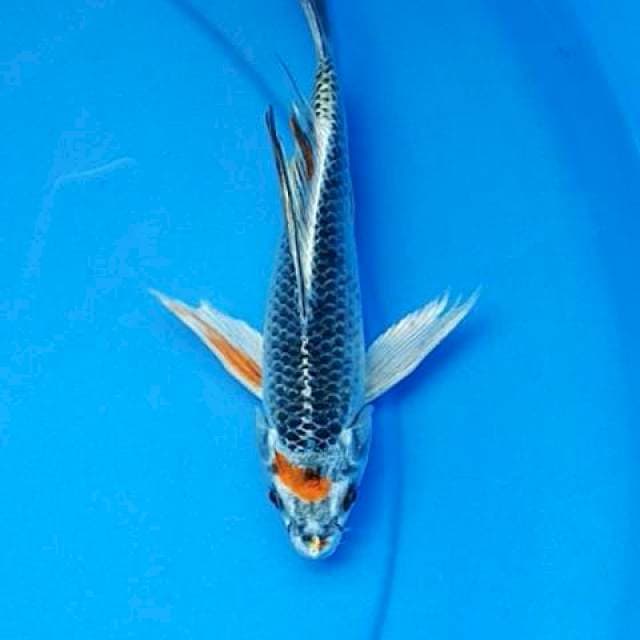 Slayer Tancho kujaku 21 cm