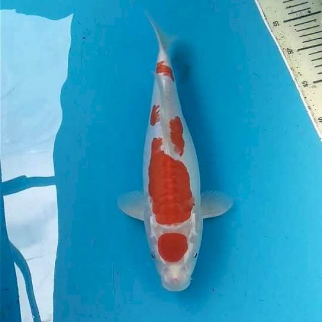 Kikushui 32cm