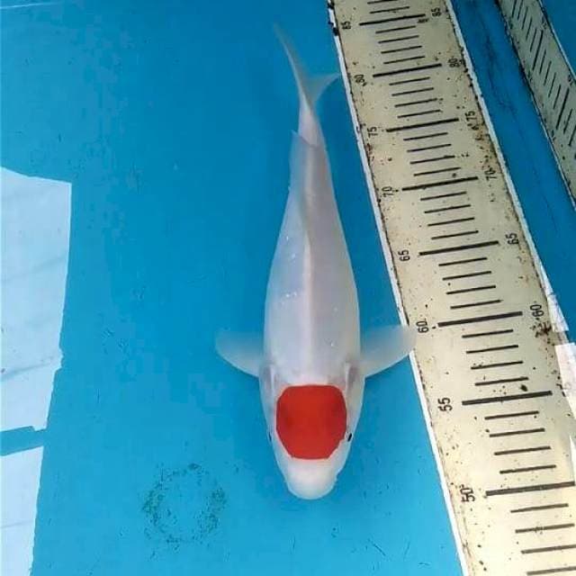 Tancho 31cm