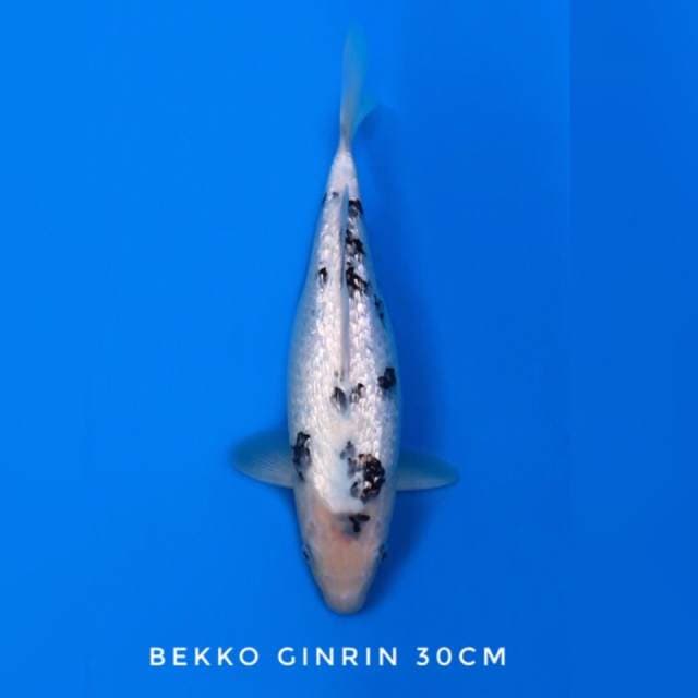 bekko super ginrin