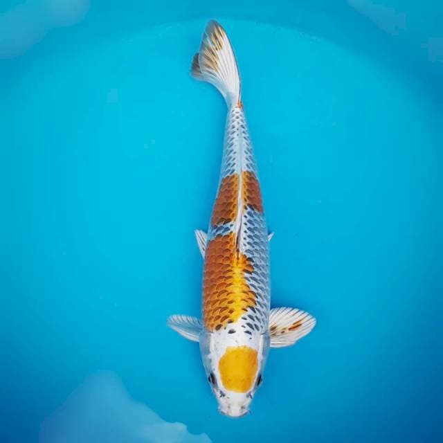 Kujaku maruten 42cm male