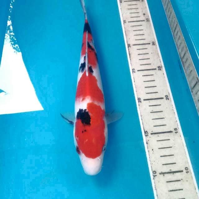 Sanke, 28 cm
