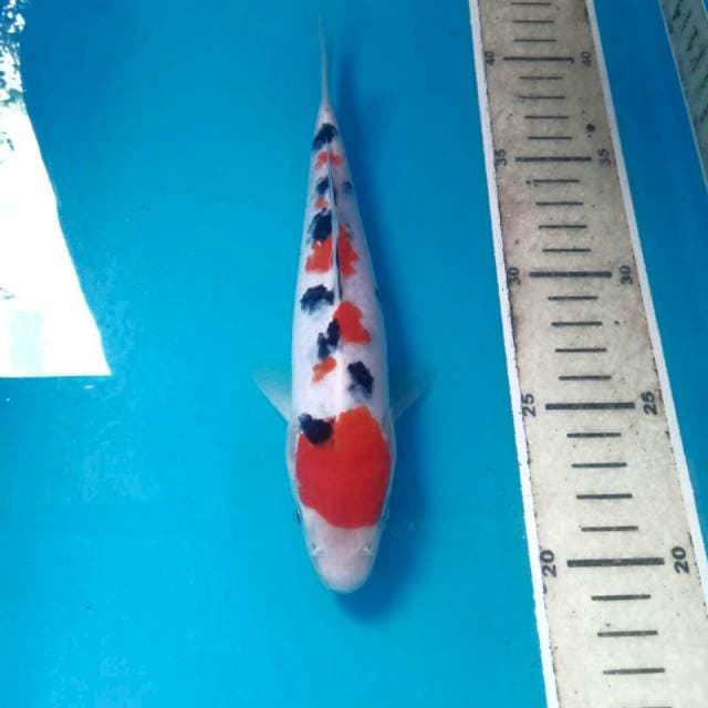 Sanke, 20 cm