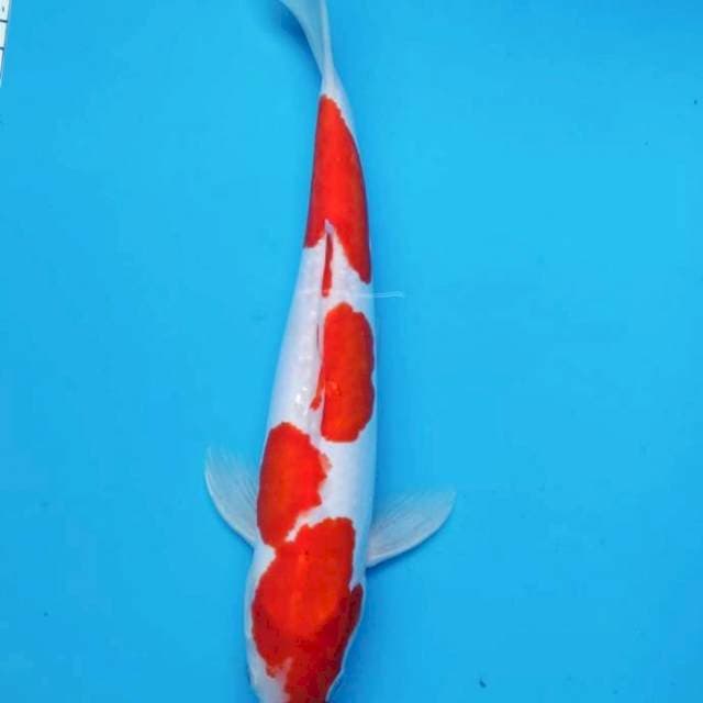 Doitsu kohaku 30cm male