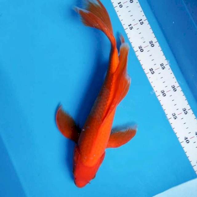 Benigoi kumpay 37cm male