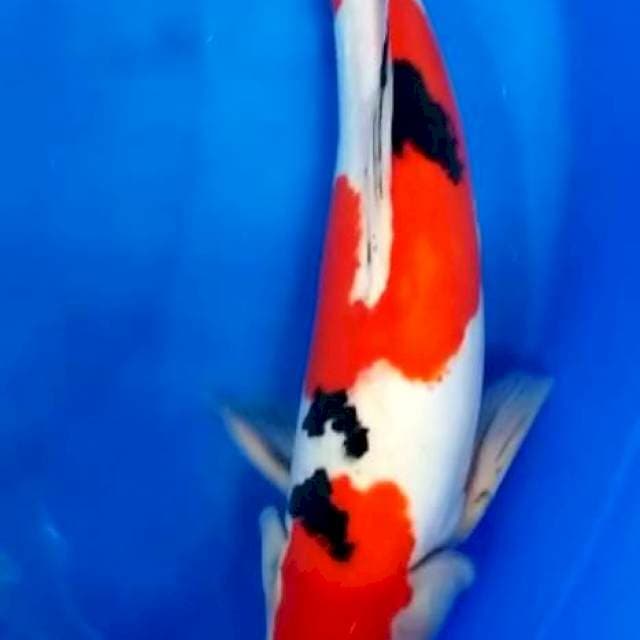 Sanke doit 40 cm