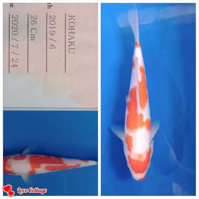 Kohaku import yamamatsu farm