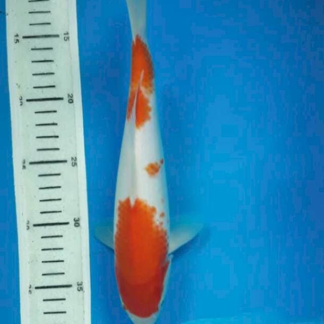 kohaku