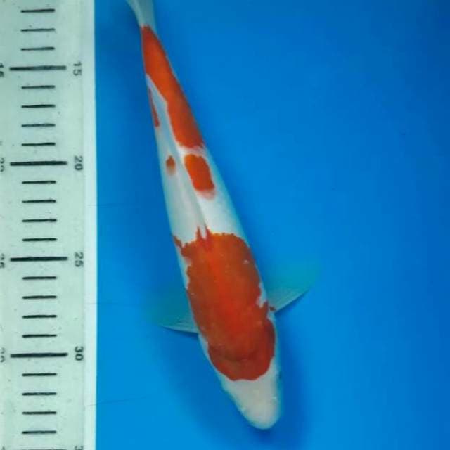 kohaku