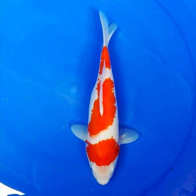 Kohaku