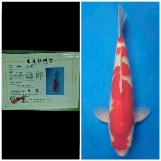 Genjiro Jumbo Male Kohaku