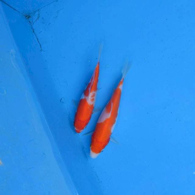 Duo Kohaku F1