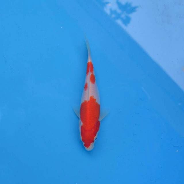 Kohaku F1