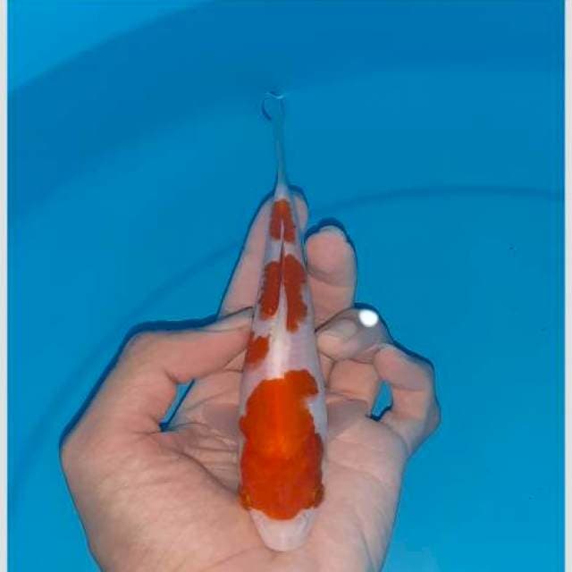 Super kohaku 20cm(show bandung ready)