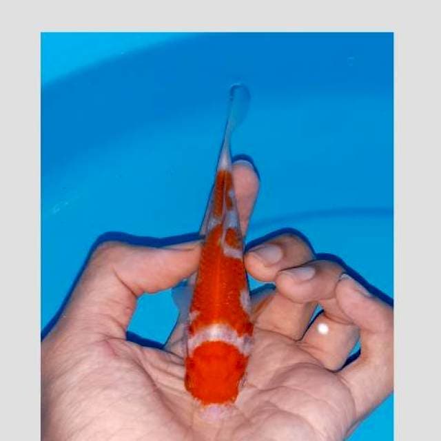 Kohaku keren 15cm