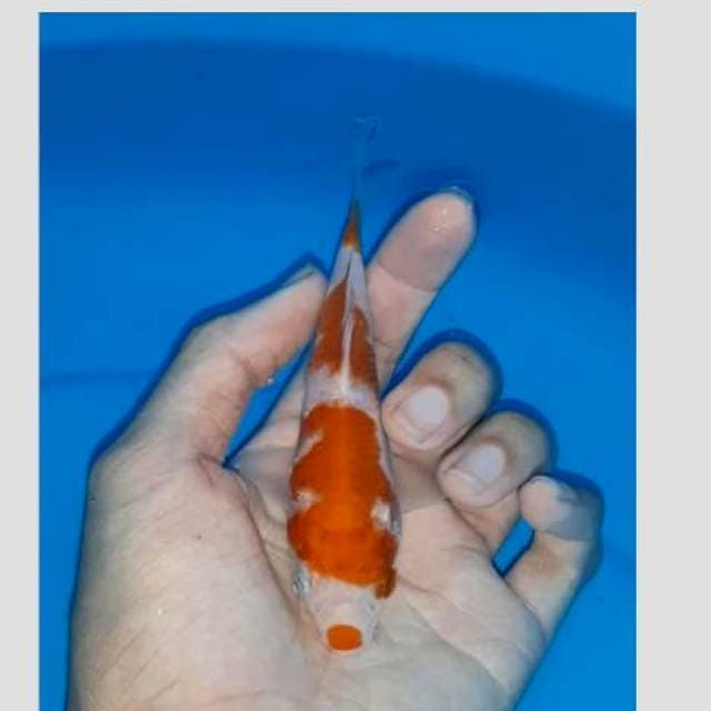 Kohaku mulus