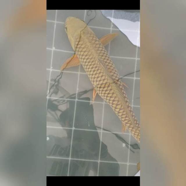 Chagoi 40 cm
