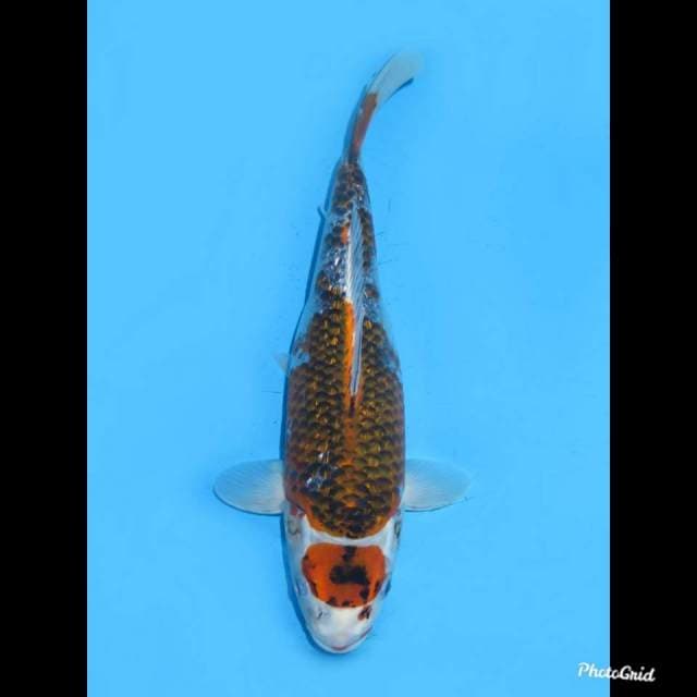 37cm , Betina , Maruten Goshiki