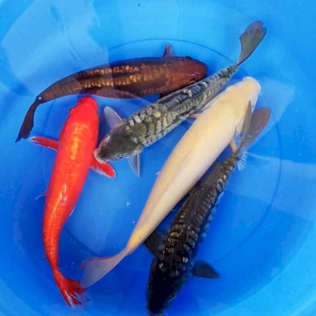 mix aragoke, karasi, hariwake (30-35cm)
