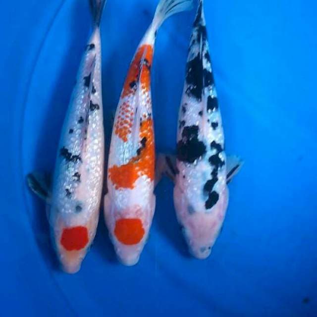 Sk mix