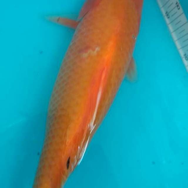 Akahajiro 35cm
