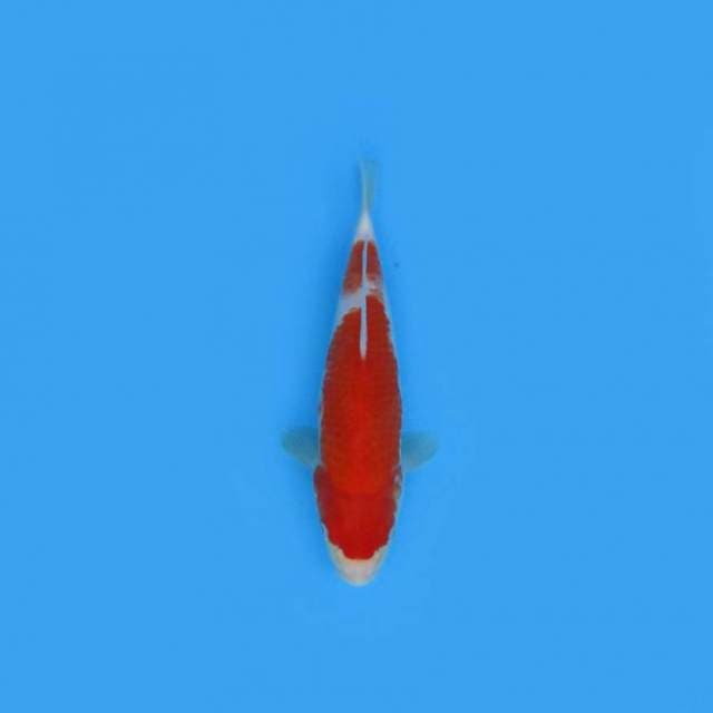 NEAR KOI - 28CM - KOHAKU