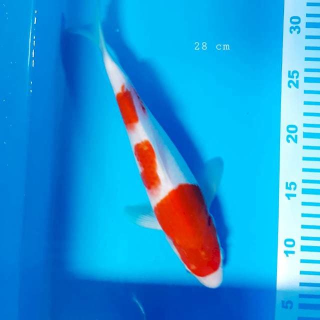 Kohaku 3 step 28 cm