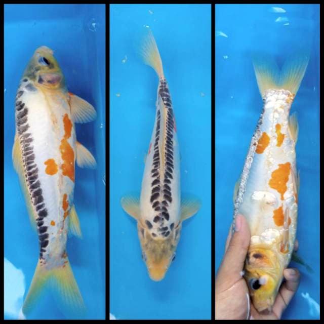 Shusui 31 cm