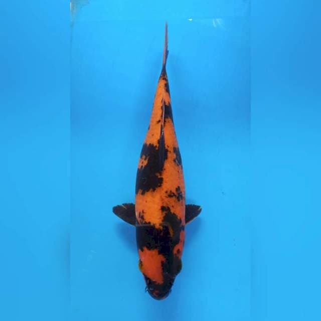 Hi Utsuri 26 cm