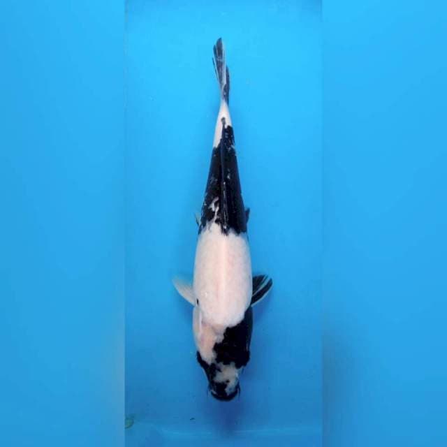 Shiro sumi pekat 32 cm