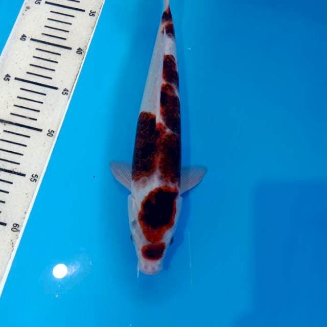 Goromo male 33cm