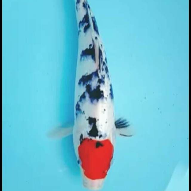 Tancho sanke 27cm