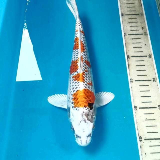 Kujaku, 29 cm